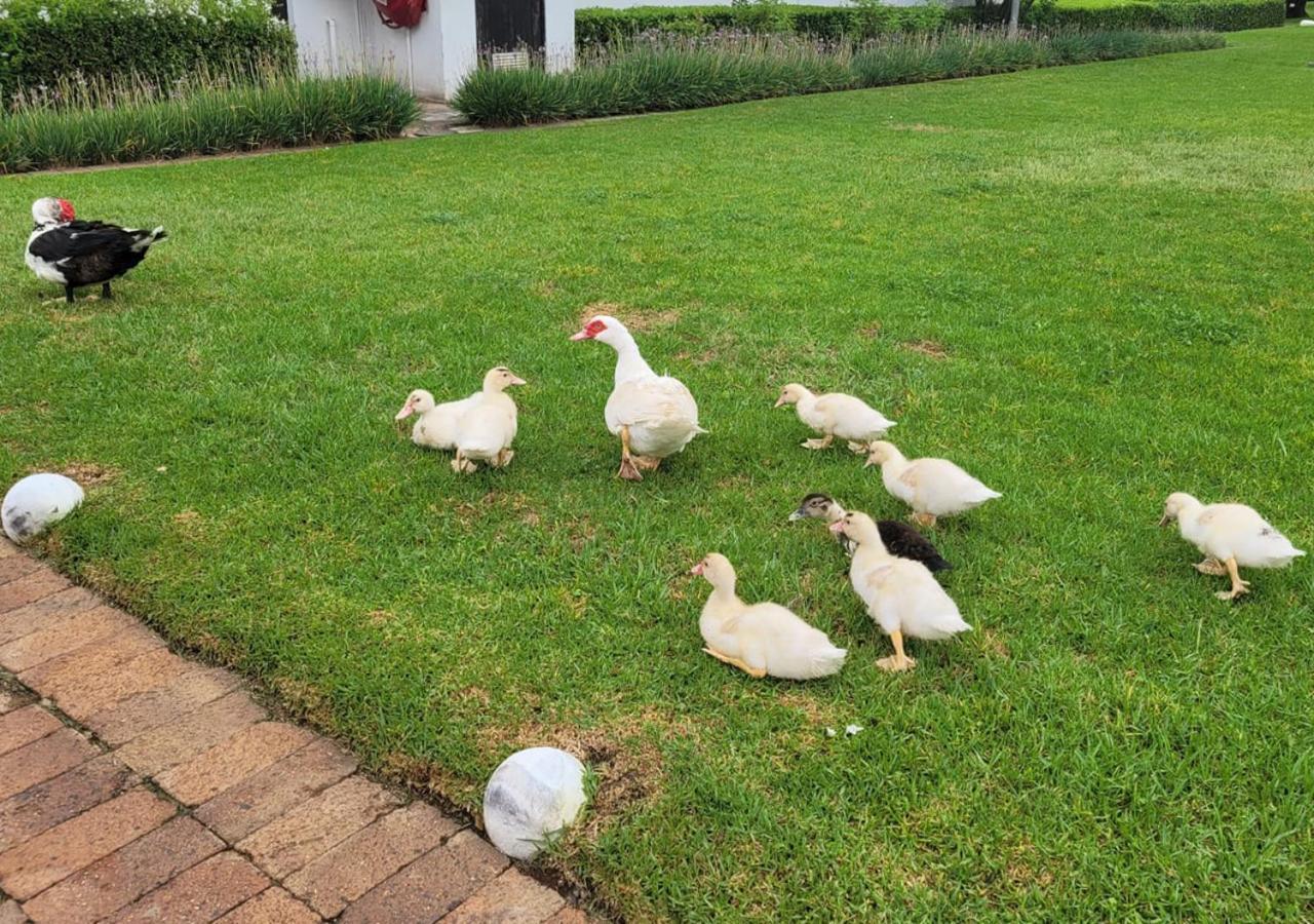 Kievits Kroon Gauteng Wine Estate Pretoria-Noord Exteriör bild