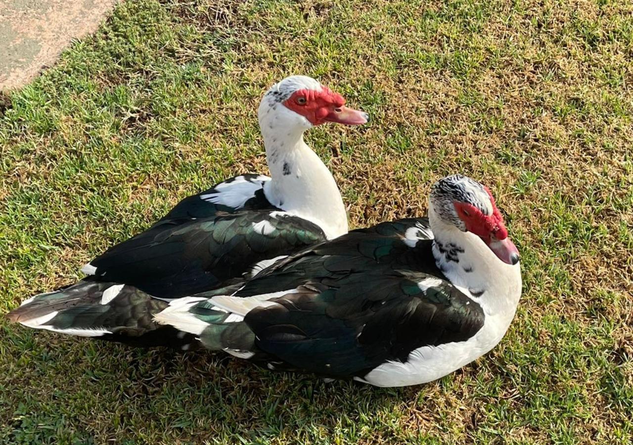 Kievits Kroon Gauteng Wine Estate Pretoria-Noord Exteriör bild